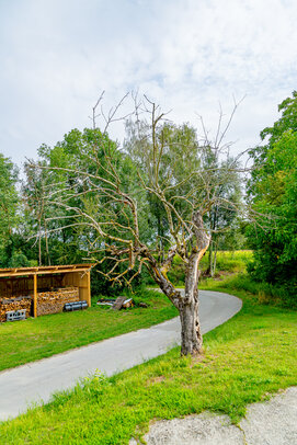 Thumbnail: _JA 40692 abgestorbener Apfelbaum.jpg